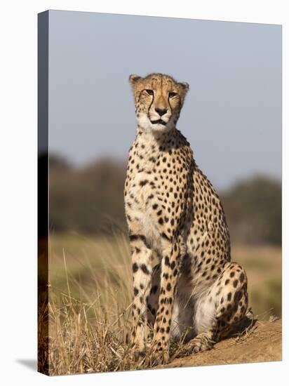 Cheetah Female (Acinonyx Jubatus), Phinda Private Game Reserve, Kwazulu Natal, South Africa, Africa-Ann & Steve Toon-Premier Image Canvas