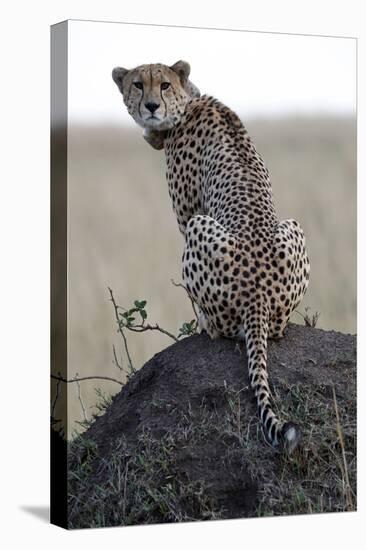 Cheetah female (Acinonyx jubatus) with radio collar, Masai Mara Game Reserve, Kenya, East Africa, A-null-Premier Image Canvas