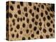 Cheetah Fur Detail-Tony Heald-Premier Image Canvas