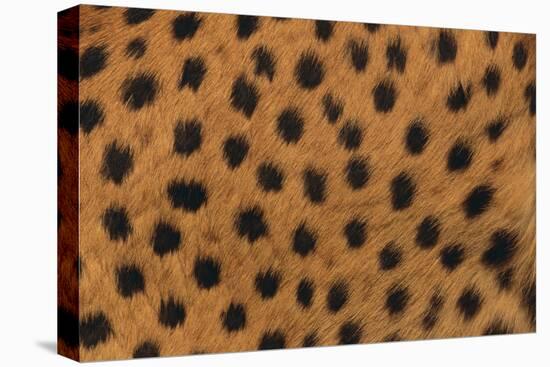 Cheetah Fur-DLILLC-Premier Image Canvas