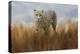 Cheetah in the Field-Jai Johnson-Premier Image Canvas