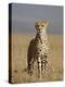 Cheetah, Masai Mara National Reserve, Kenya, East Africa, Africa-James Hager-Premier Image Canvas