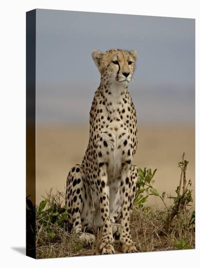 Cheetah, Masai Mara National Reserve, Kenya, East Africa, Africa-James Hager-Premier Image Canvas