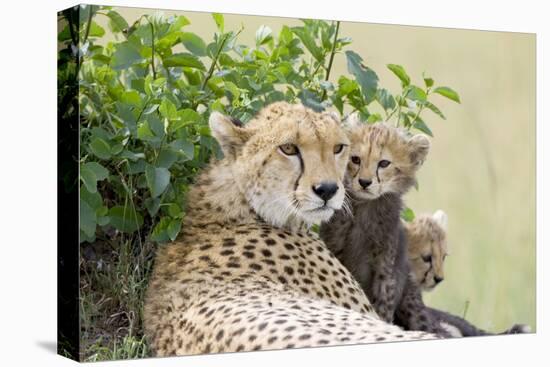 Cheetah Mother and 8-9 Week Old Cubs-null-Premier Image Canvas