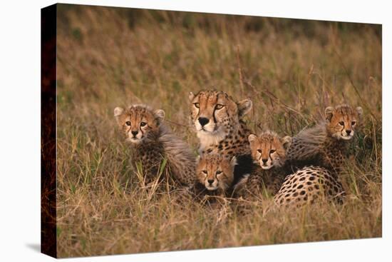 Cheetah Mother and Cubs-DLILLC-Premier Image Canvas