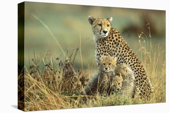 Cheetah Mother with Two or Three-Month Old Cubs-null-Premier Image Canvas