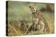 Cheetah Mother with Two or Three-Month Old Cubs-null-Premier Image Canvas