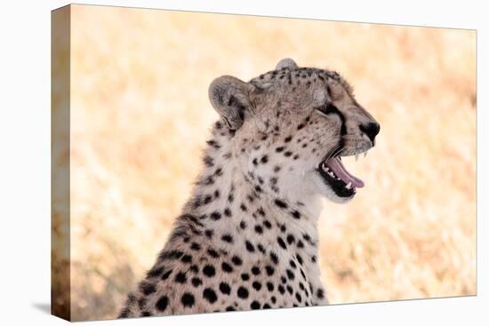 Cheetah N the Masai Mara Reserve in Kenya Africa-OSTILL-Premier Image Canvas