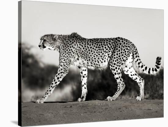 Cheetah, Namibia, Africa-Frank Krahmer-Stretched Canvas