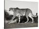 Cheetah, Namibia, Africa-Frank Krahmer-Stretched Canvas