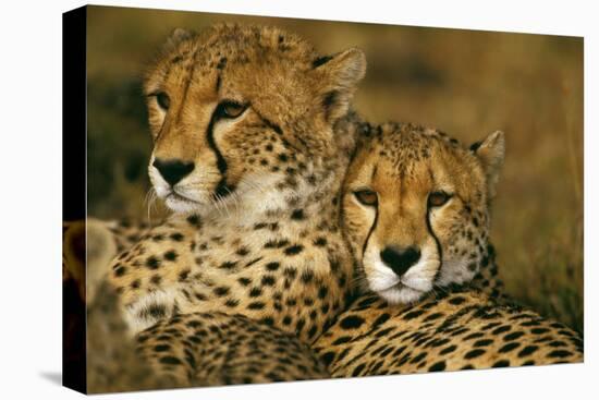 Cheetah Pair-null-Premier Image Canvas