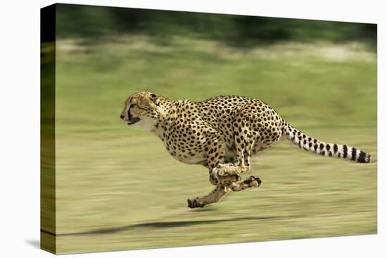 Cheetah Running-null-Premier Image Canvas