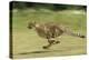 Cheetah Running-null-Premier Image Canvas