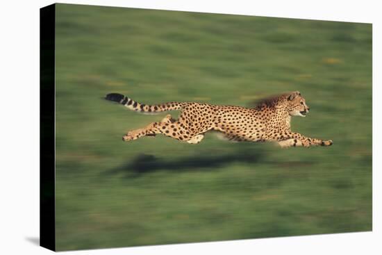 Cheetah Running-DLILLC-Premier Image Canvas