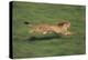 Cheetah Running-DLILLC-Premier Image Canvas