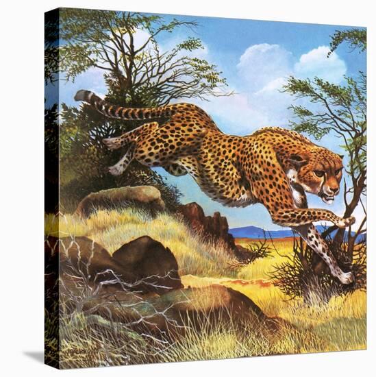 Cheetah Running-G. W Backhouse-Premier Image Canvas