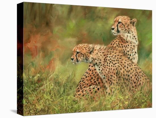 Cheetah Siblings-David Stribbling-Stretched Canvas