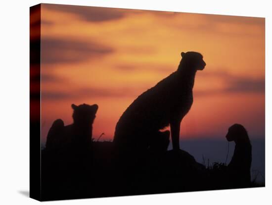 Cheetah Silhouetted By Sunset, Masai Mara Game Reserve, Kenya-Paul Souders-Premier Image Canvas