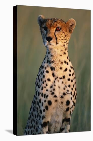 Cheetah Sitting in Grass-Paul Souders-Premier Image Canvas