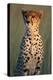 Cheetah Sitting in Grass-Paul Souders-Premier Image Canvas