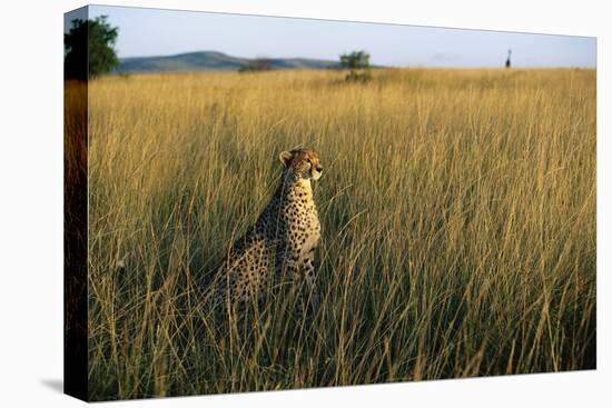 Cheetah Sitting in Tall Grass-null-Premier Image Canvas