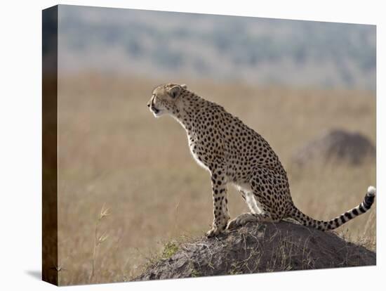 Cheetah Sitting on an Old Termite Mound, Masai Mara National Reserve-James Hager-Premier Image Canvas