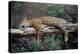 Cheetah Sleeping in Tree-Lantern Press-Stretched Canvas