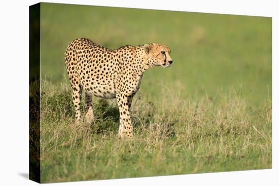 Cheetah stalking, Masai Mara, Kenya, East Africa, Africa-Karen Deakin-Premier Image Canvas