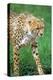 Cheetah Stalking on the Serengeti-John Alves-Premier Image Canvas