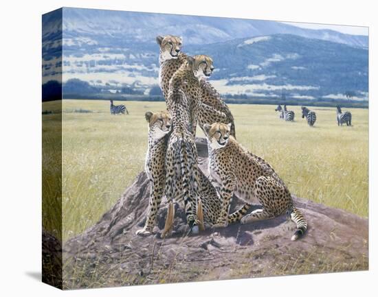 Cheetah Watch-John Banovich-Stretched Canvas