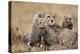 Cheetah with Cubs in Masai Mara National Reserve-Paul Souders-Premier Image Canvas