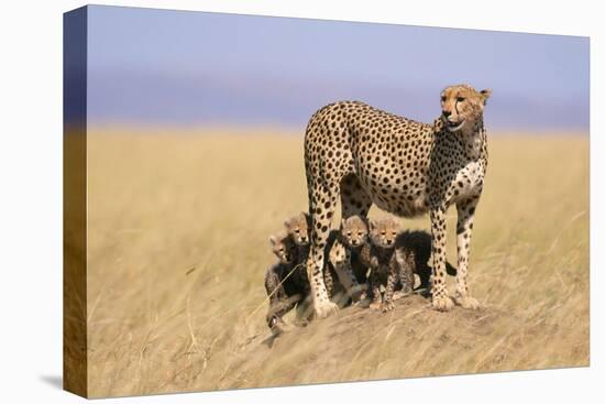 Cheetah with Four 6 Week-Old Cubs-null-Premier Image Canvas