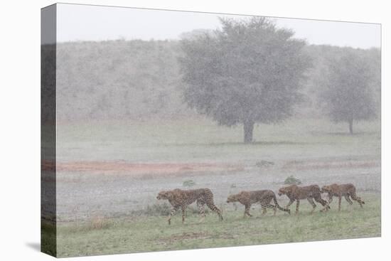 Cheetah with juveniles in storm, Kgalagadi Transfrontier Park-Ann & Steve Toon-Premier Image Canvas