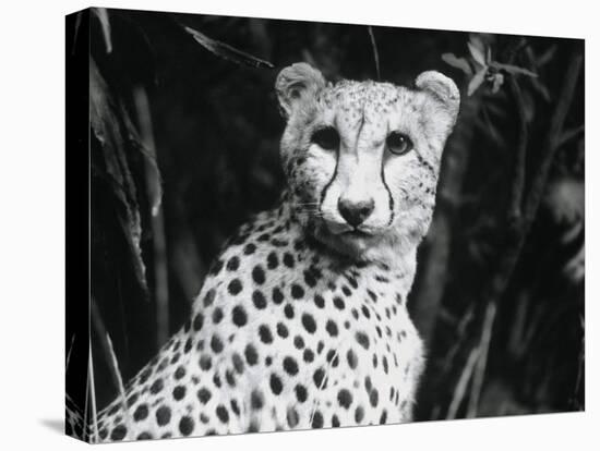 Cheetah-Henry Horenstein-Premier Image Canvas