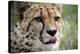 Cheetah-Linda Wright-Premier Image Canvas