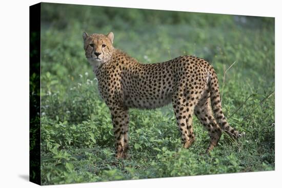 Cheetah-DLILLC-Premier Image Canvas