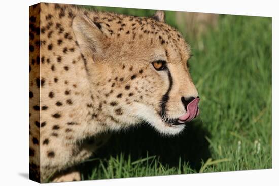 Cheetah-benshots-Premier Image Canvas