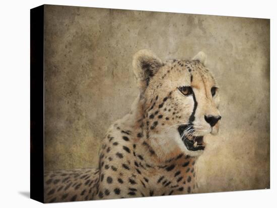 Cheetah-Jai Johnson-Premier Image Canvas