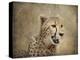 Cheetah-Jai Johnson-Premier Image Canvas