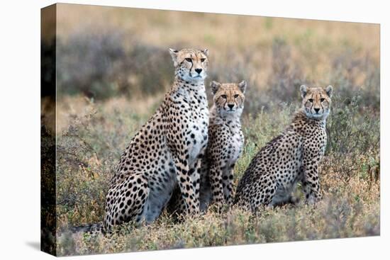 Cheetahs (Acinonyx Jubatus) in a Field, Ndutu, Ngorongoro Conservation Area, Tanzania-null-Stretched Canvas