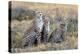 Cheetahs (Acinonyx Jubatus) in a Field, Ndutu, Ngorongoro Conservation Area, Tanzania-null-Stretched Canvas