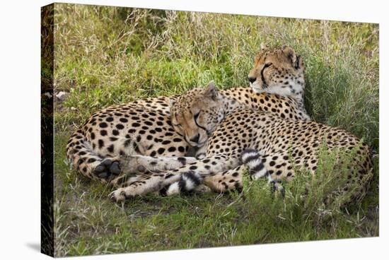 Cheetahs, Serengeti National Park, Tanzania-Art Wolfe-Premier Image Canvas