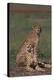 Cheetahs Sitting in Savannah-DLILLC-Premier Image Canvas