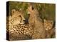 Cheetahs, Upper Mara, Masai Mara Game Reserve, Kenya-Joe & Mary Ann McDonald-Premier Image Canvas