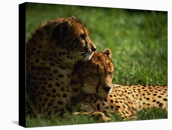 Cheetahs-Mitch Diamond-Premier Image Canvas