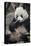 Chengdu Research Base of Giant Panda Breeding, Chengdu, Sichuan Province, China, Asia-Michael Snell-Premier Image Canvas