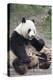 Chengdu Research Base of Giant Panda Breeding, Chengdu, Sichuan Province, China, Asia-Michael Snell-Premier Image Canvas