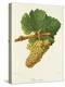 Chenin Blanc Grape-J. Troncy-Premier Image Canvas