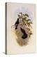 Chequered Violet-Ear, Petasophora Coruscans-John Gould-Premier Image Canvas