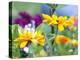 Cherokee Sunset Rudbeckia, Seattle, Washington, USA-Terry Eggers-Premier Image Canvas